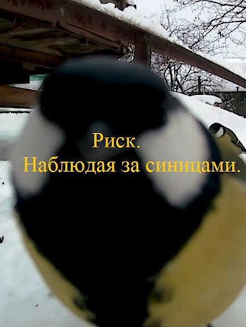 Обложка книги Риск. Наблюдая за синицами.