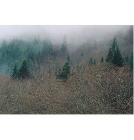 Обложка книги Туман