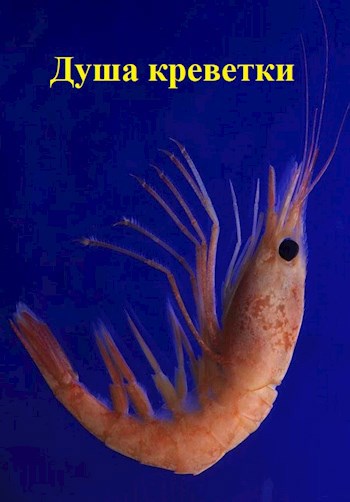 Обложка книги Душа креветки