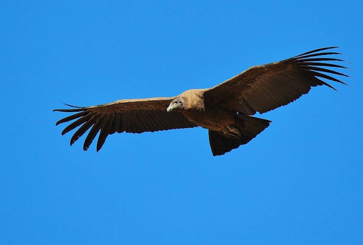 Обложка книги Грация Москвы