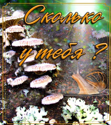 Обложка книги Сколько у тебя?..