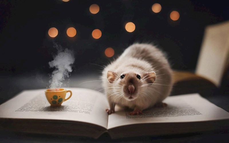 Обложка книги Крысиные сказки