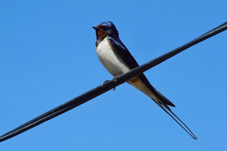 Обложка книги Жигульский смех