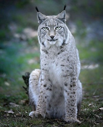 Обложка книги Кяра-белая рысь