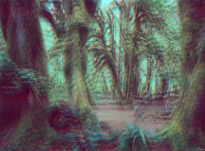 Обложка книги Лес