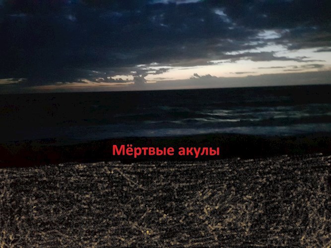 Обложка книги Мёртвые акулы