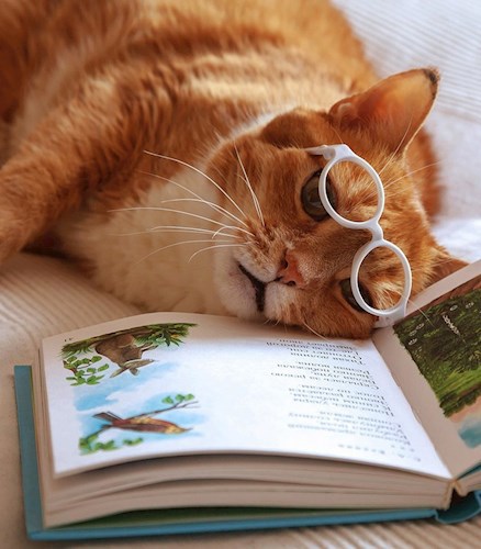 Обложка книги История о коте и трех книгах