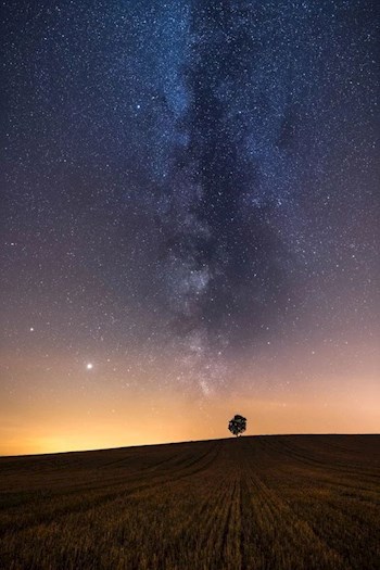 Обложка книги Старое дерево