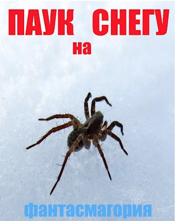 Обложка книги Паук на снегу.