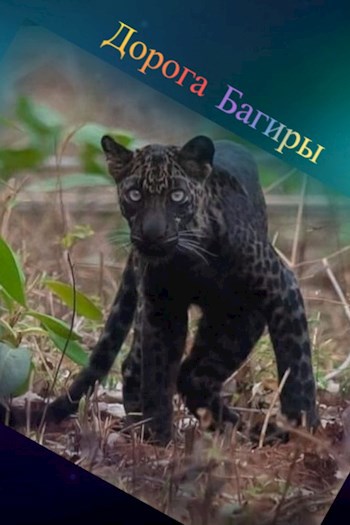 Обложка книги Дорога Багиры
