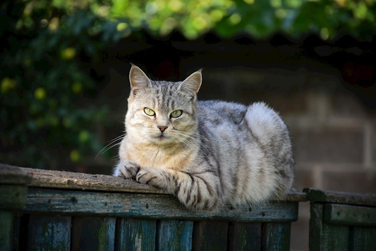 Обложка книги Кошка у которой есть человек