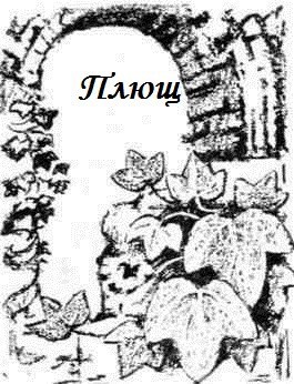 Обложка книги Плющ