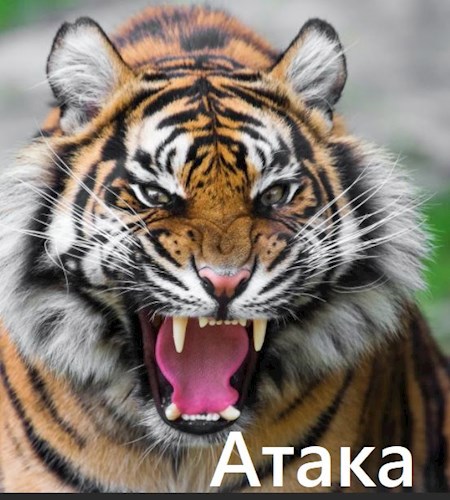 Обложка книги Атака