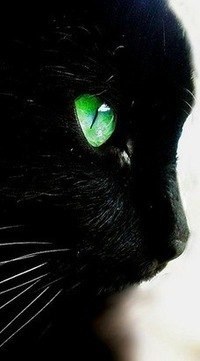 Обложка книги Легенда о кошачьем глазе
