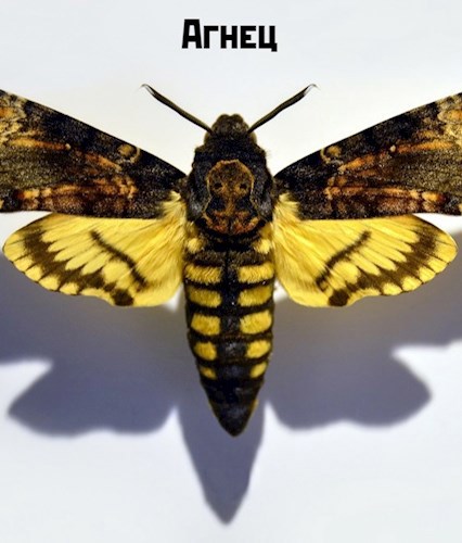 Обложка книги Агнец