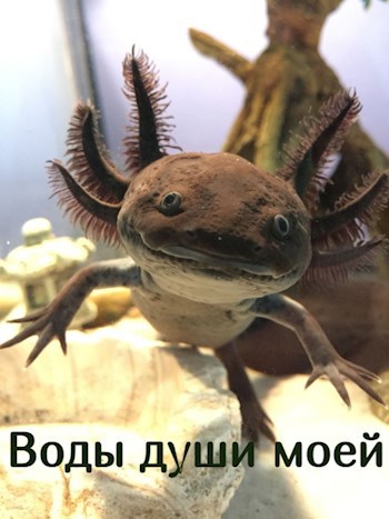 Обложка книги Воды души моей