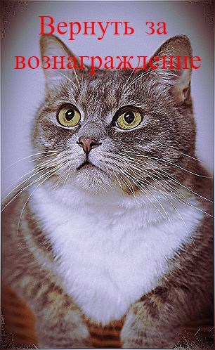 Обложка книги Вернуть за вознаграждение
