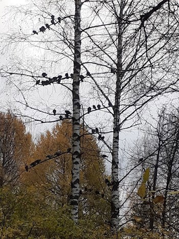 Обложка книги Осенний блюз