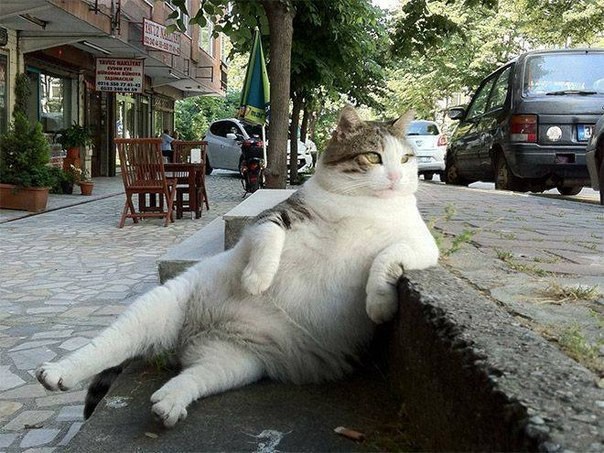 Обложка книги Кот в доме хозяин?
