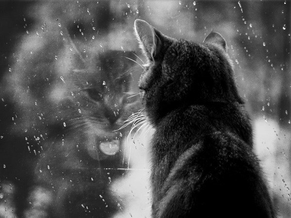 Обложка книги Моя кошка орет по ночам