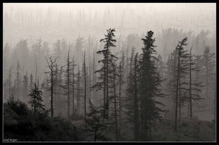 Обложка книги Мёртвый пёс