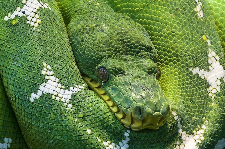 Обложка книги Python 3