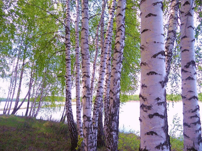 Обложка книги Верить в Россию