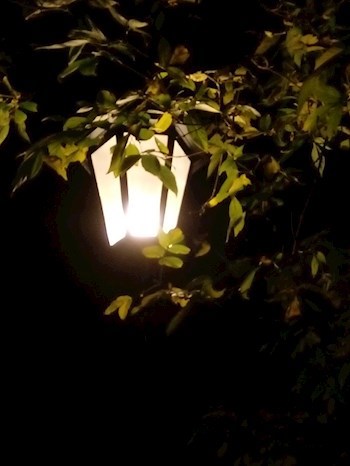 Обложка книги Куда уносят мечты...
