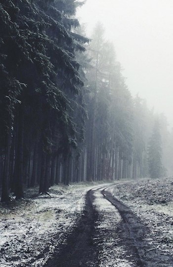 Обложка книги Форест-менеджер