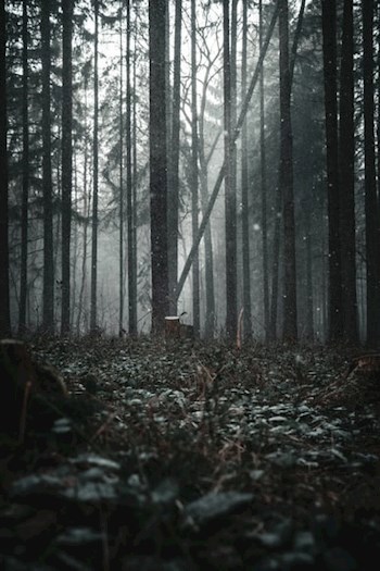 Обложка книги Плач мавки