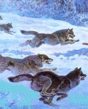 Обложка книги Волчья стая