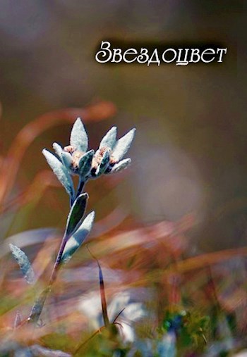 Обложка книги Звездоцвет