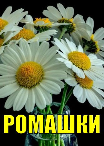 Обложка книги Ромашки