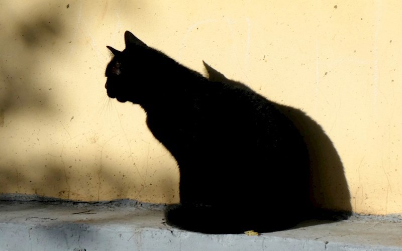 Обложка книги Чёрный кот, который боялся