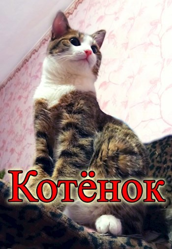 Обложка книги Котёнок