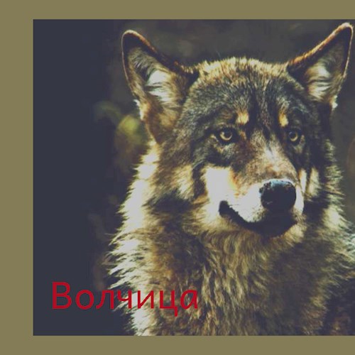Обложка книги Волчица