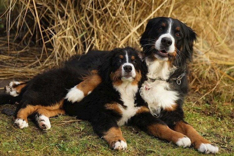 Обложка книги Полторы собаки. Как одна хитрая гражданка саму себя обманула