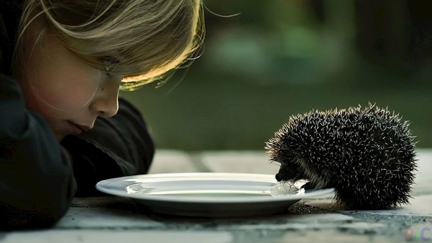 Обложка книги Ванятка.