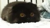 Обложка книги Кошачий сюжет