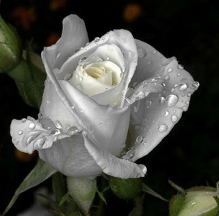Обложка книги По свету бродит Мастер где-то...