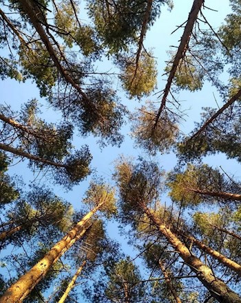 Обложка книги Жизнь