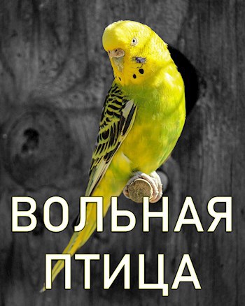 Обложка книги Вольная птица