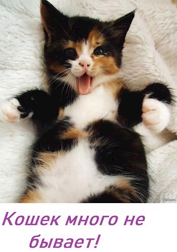 Обложка книги Кошек много не бывает!