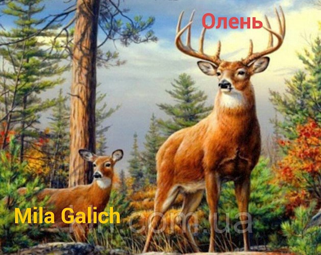 Обложка книги Олень. Стихи детям