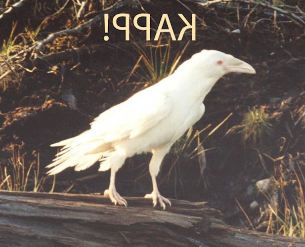 Обложка книги Сквозняк
