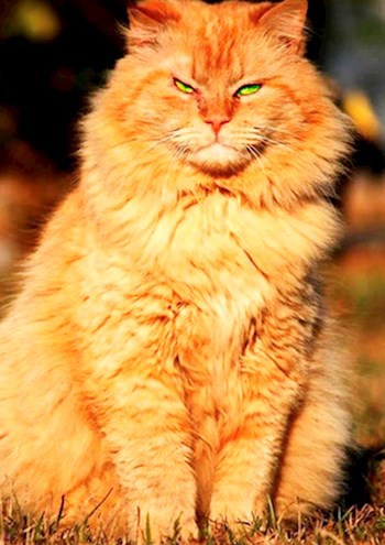 Обложка книги Кошачьи байки