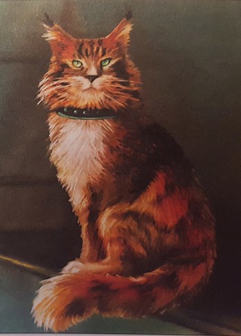 Обложка книги Швейцарский складной кот