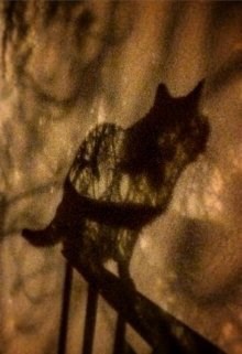 Обложка книги Кошка и тени
