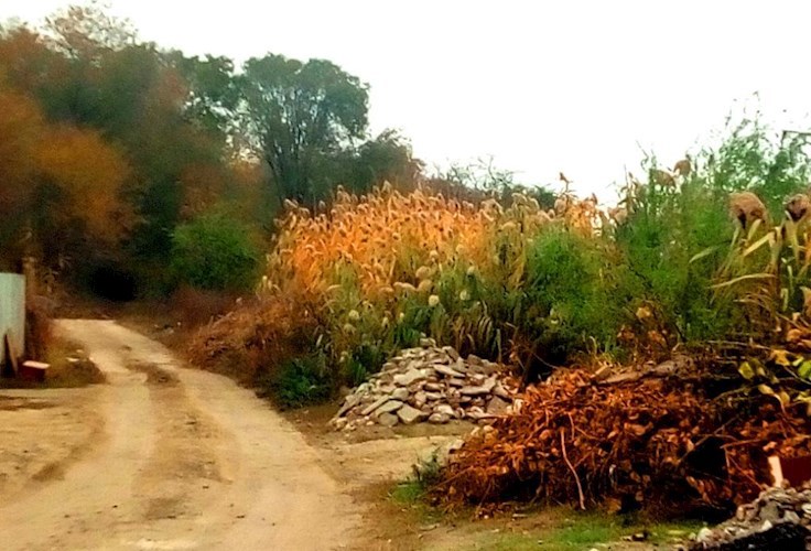 Обложка книги Forest Dump