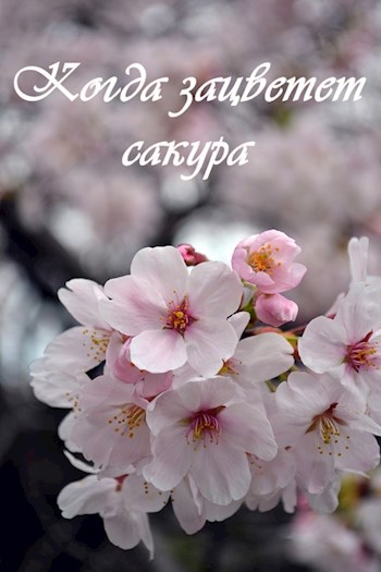 Обложка книги Когда зацветет сакура